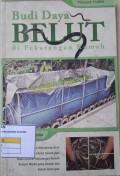 Budidaya Belut di pekarangan Rumah